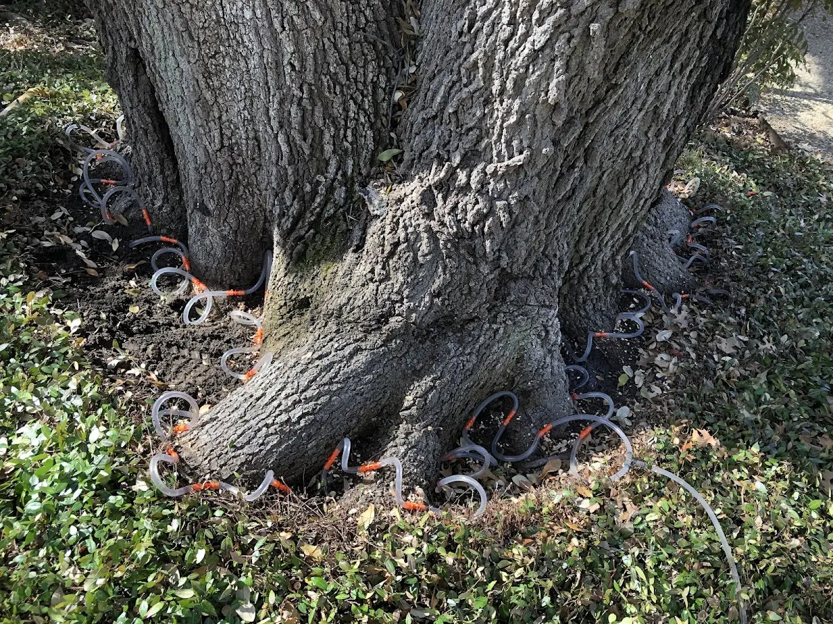 Detailed Tree Cabling and Bracing job site in Blacksburg